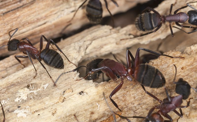 Carpenter Ant Extermination in Frisco, TX
