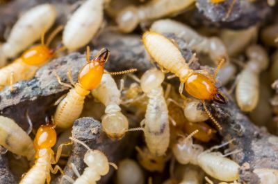Commercial Termite Prevention in Katy, TX