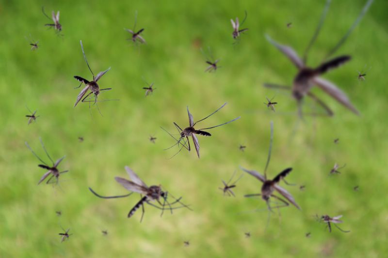 Mosquitoes Pest Control in Mckinney, TX