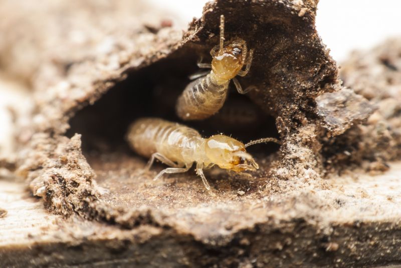 Termite Inspection Service in Katy, TX