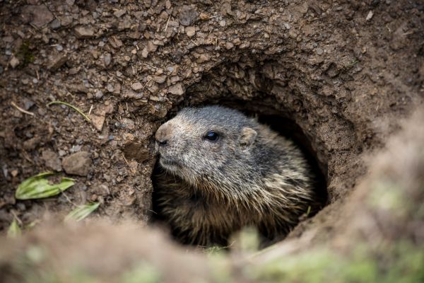 Woodchuck Removal