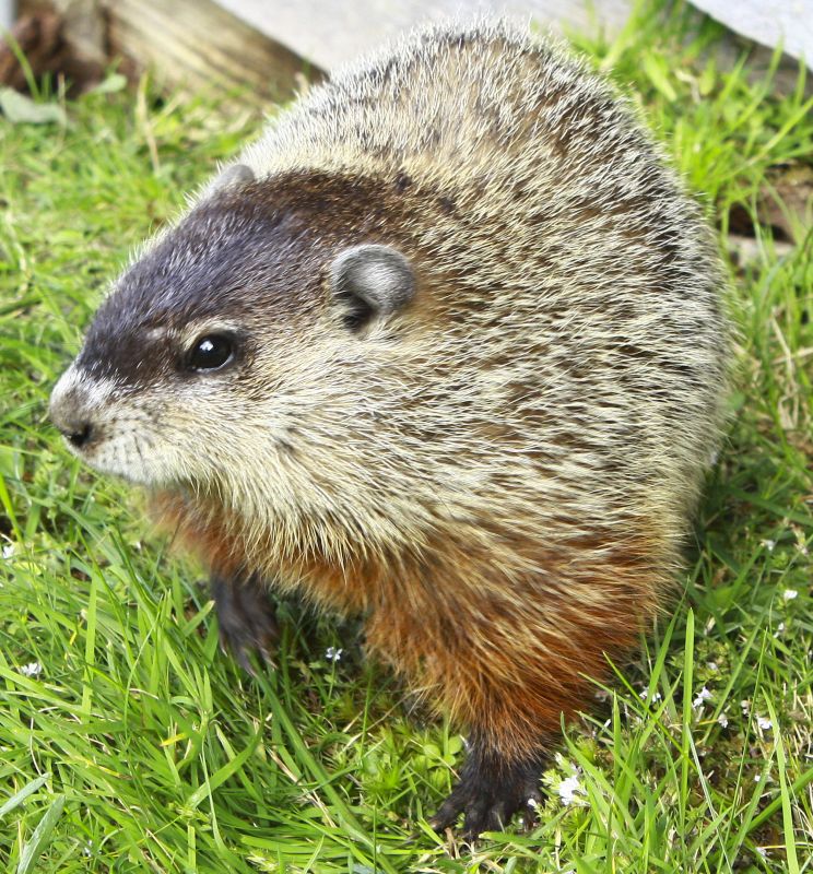 Woodchuck Control