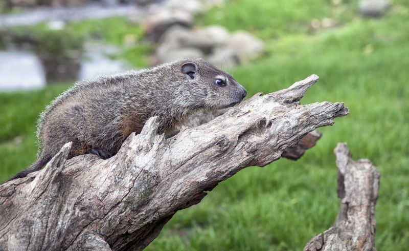 Woodchuck Control