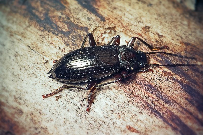 Beetle Removal in Frisco, TX