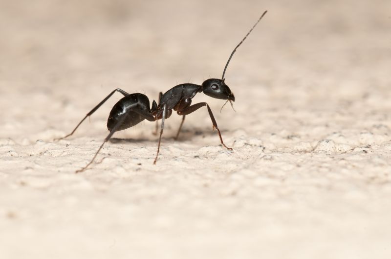 Black Ant Extermination in Mckinney, TX