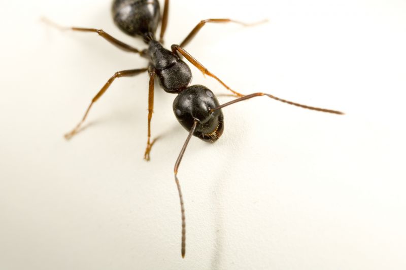 Black Ant Extermination in Fort Worth, TX