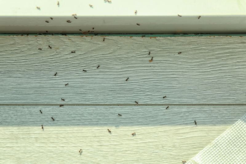 Black Ant Extermination in New Braunfels, TX