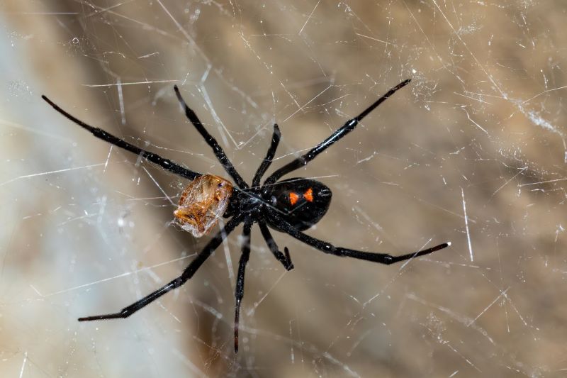 Black Widow Extermination in Frisco, TX