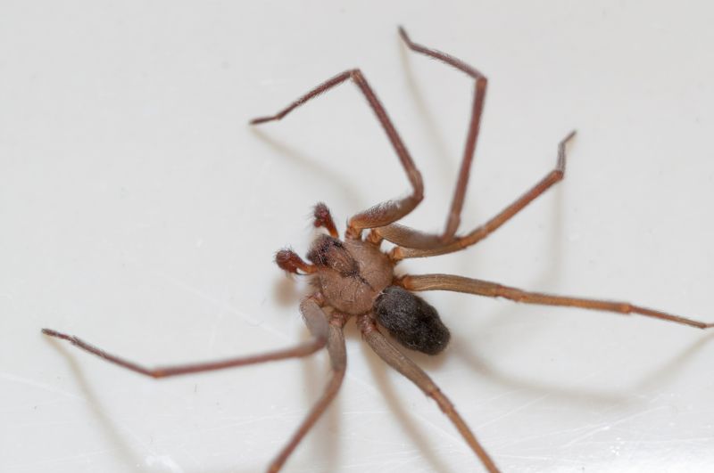 Brown Recluse Extermination in New Braunfels, TX