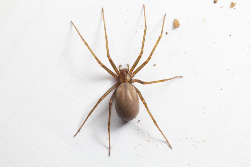 Brown Recluse Extermination in Frisco, TX