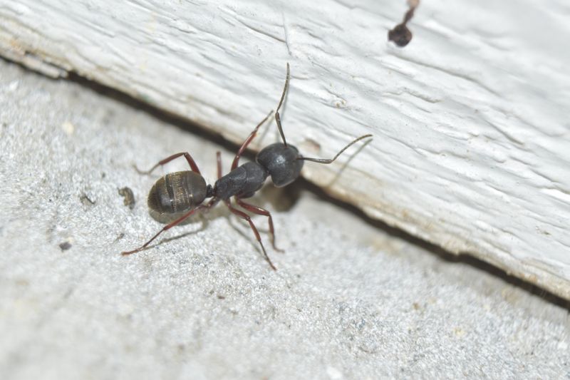 Carpenter Ant Extermination in Mckinney, TX