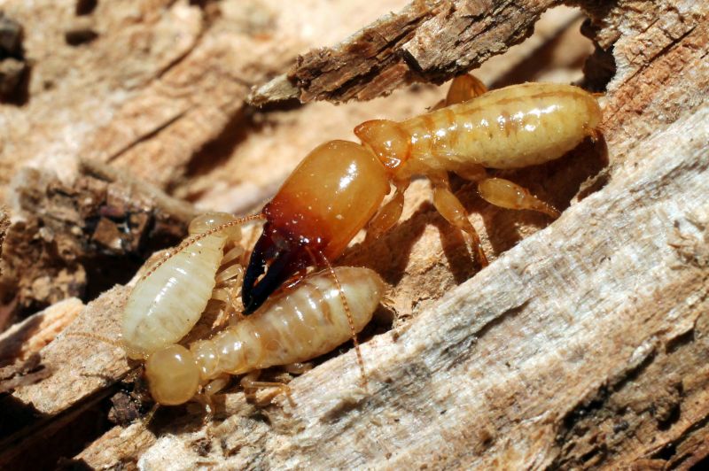 Commercial Termite Prevention in Katy, TX