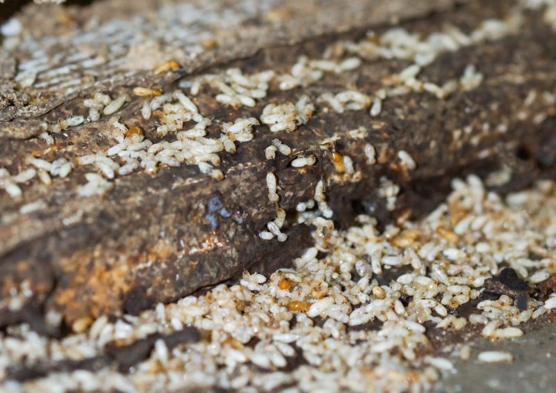 Commercial Termite Removal in Frisco, TX