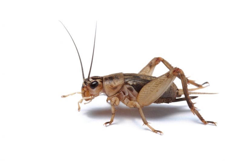 Cricket Control Service in Mckinney, TX