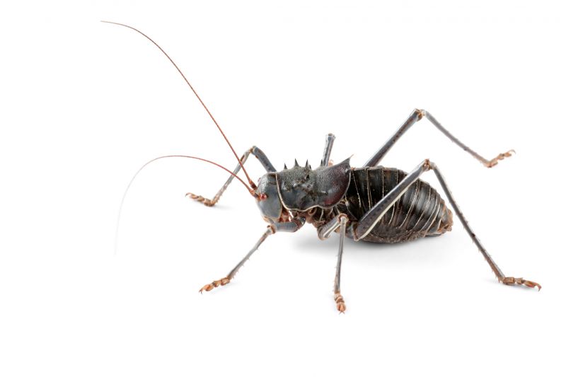 Cricket Control Service in Mckinney, TX