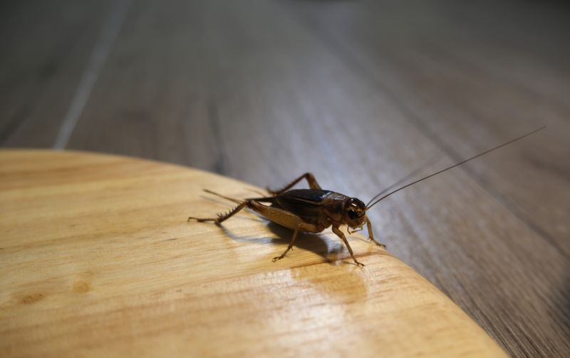 Cricket Removal Service in New Braunfels, TX
