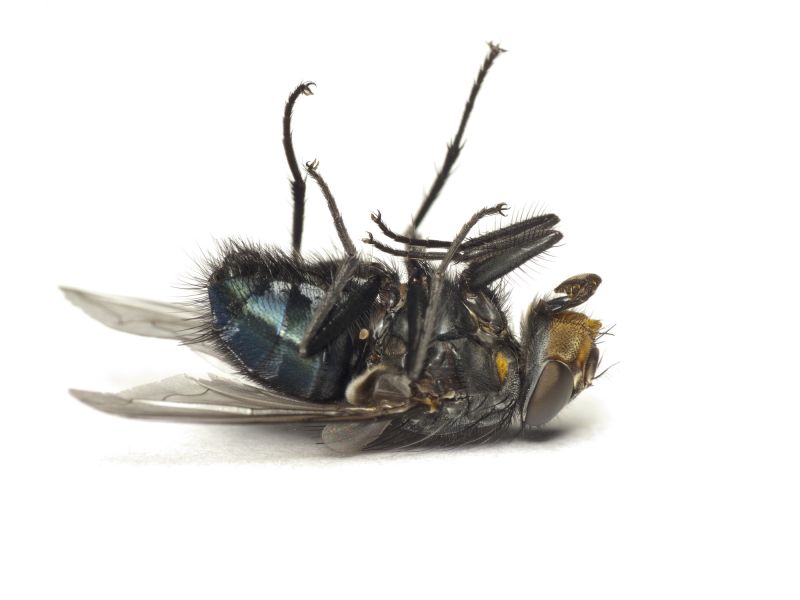 Fly Control Service in Mckinney, TX