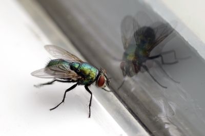 Fly Extermination in New Braunfels, TX