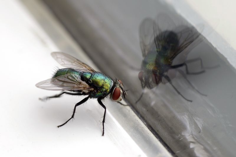 Fly Pest Control in Frisco, TX