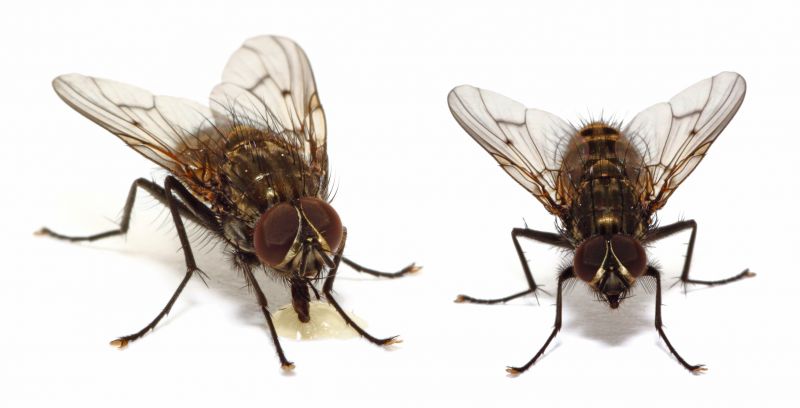 Fruit Fly Extermination in Frisco, TX