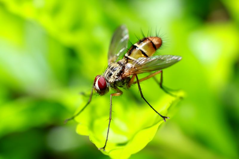 Fruit Fly Extermination in Rockwall, TX