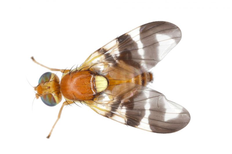 Fruit Fly Extermination in Rockwall, TX