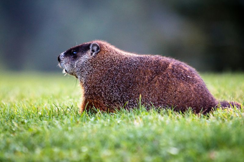 Groundhog Burrows And Their Impact On Property Stability