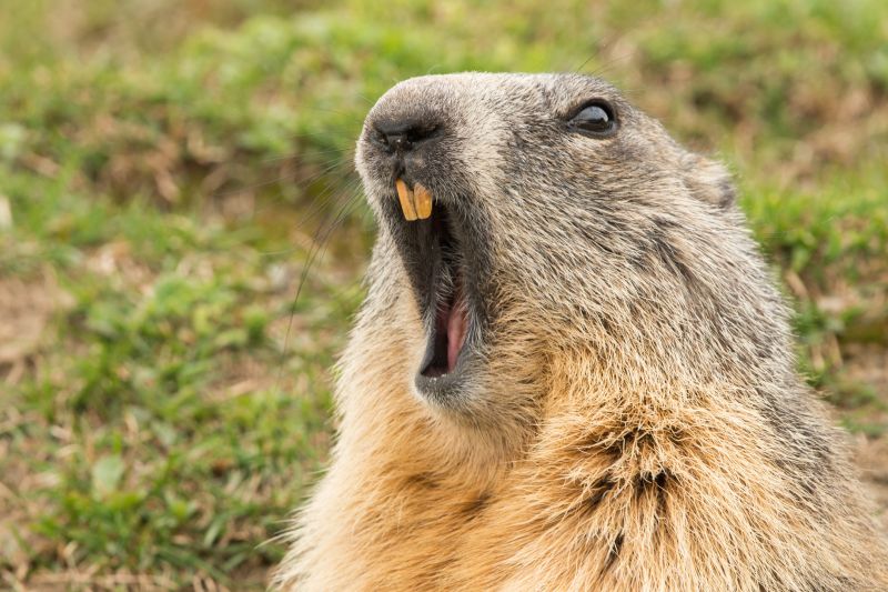 Groundhog Burrows And Their Impact On Property Stability