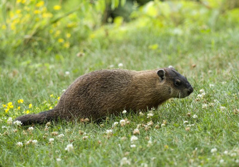 Health And Safety Risks Associated With Groundhog Activity