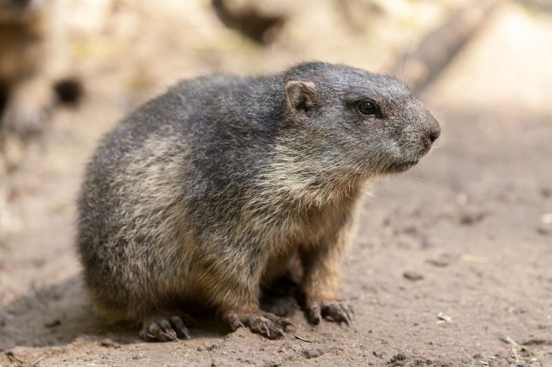 How Groundhogs Damage Lawns, Foundations, And Structures