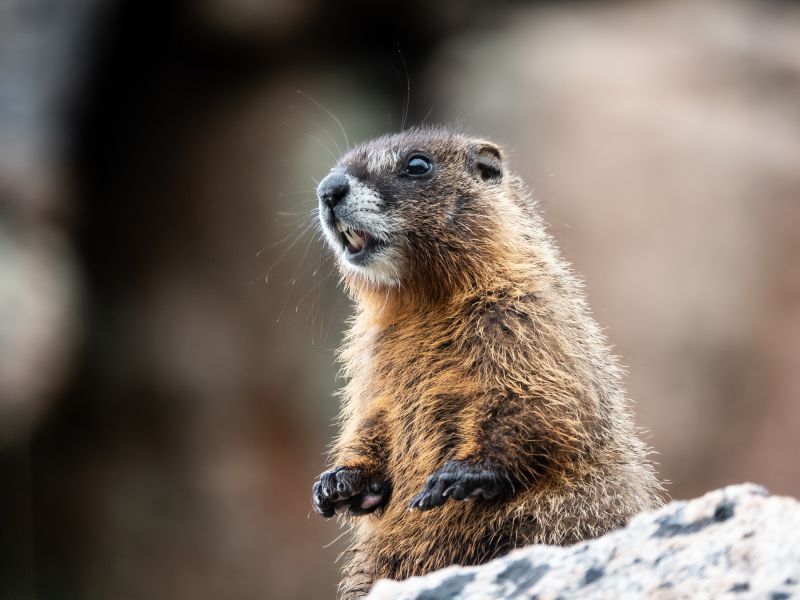 How Groundhogs Damage Lawns, Foundations, And Structures