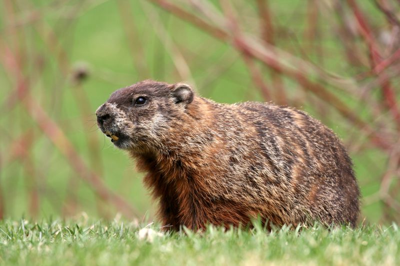 How Groundhogs Damage Lawns, Foundations, And Structures