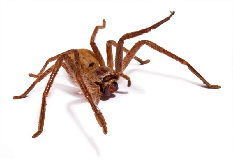 Huntsman Spider Extermination in Frisco, TX