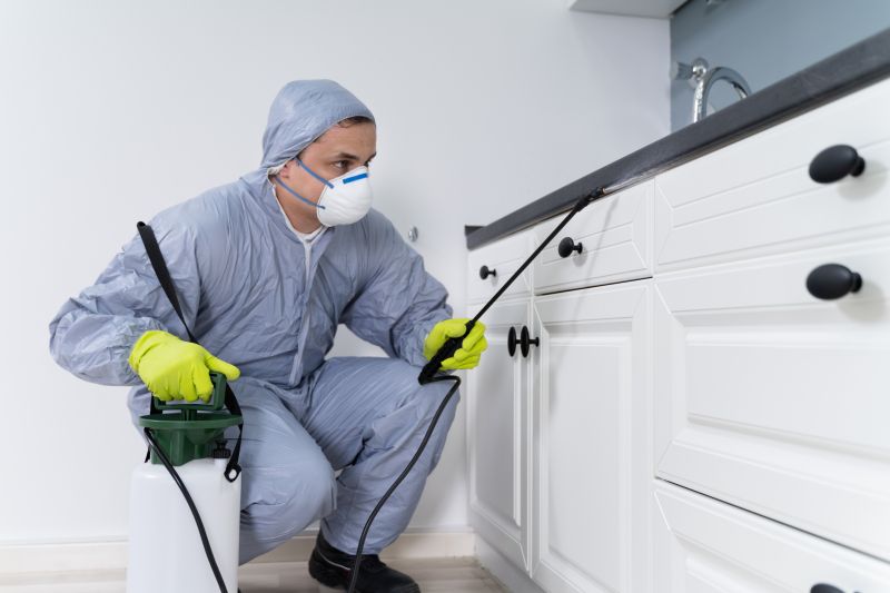 Ladybug Removal in Frisco, TX