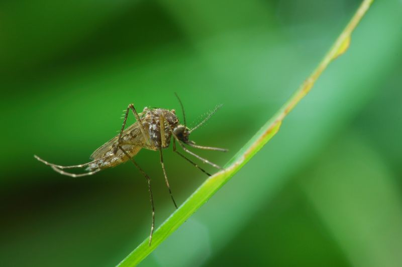 Mosquitoes Pest Control in Rockwall, TX