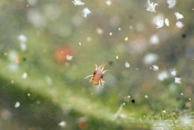 Mouse Spider Extermination in Katy, TX