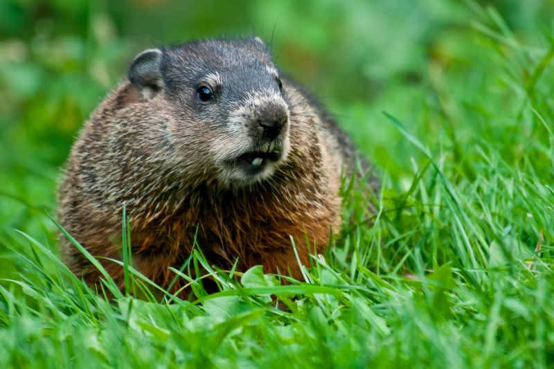 Seasonal Groundhog Behavior And When Removal Is Most Effective
