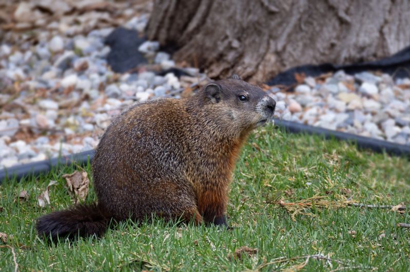 Signs You Have A Groundhog Living On Your Property
