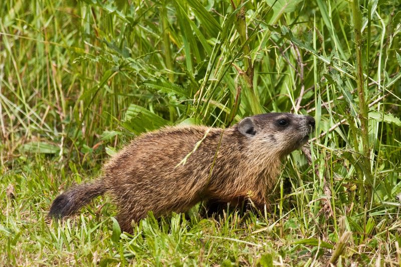 Signs You Have A Groundhog Living On Your Property