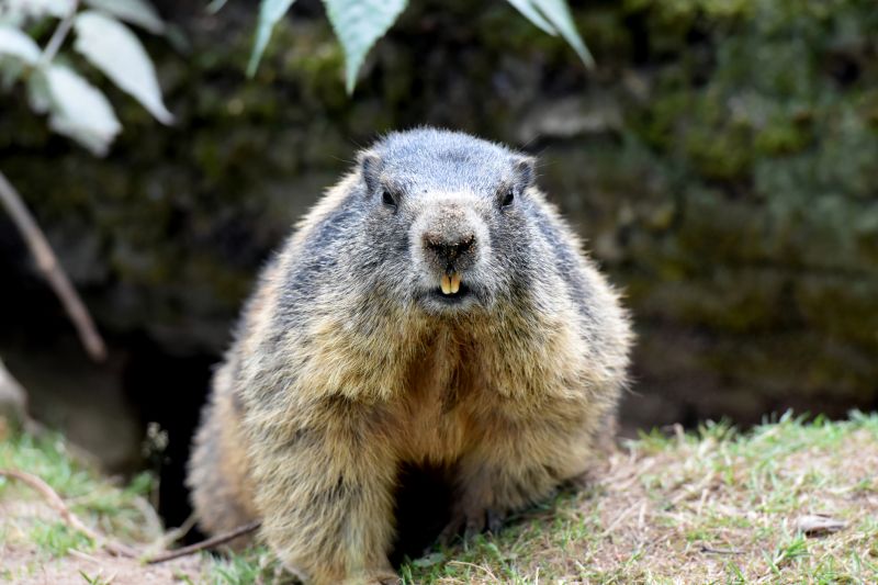 Signs You Have A Groundhog Living On Your Property