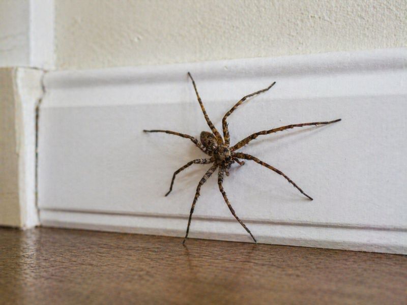Spider Control Service in Katy, TX