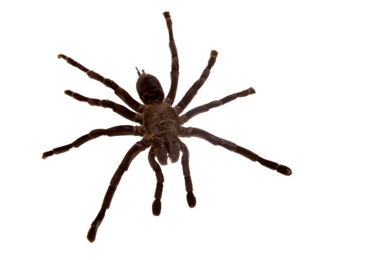 Spider Control Service in Rockwall, TX