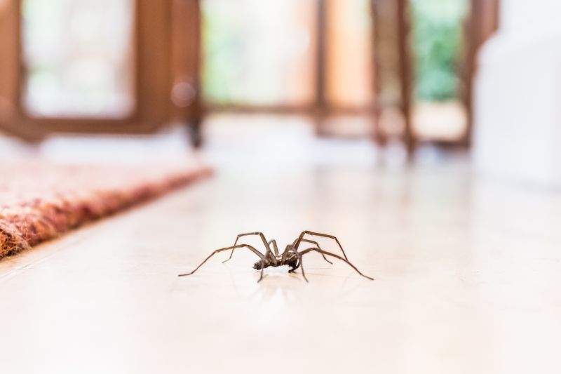 Spider Extermination Service in Fort Worth, TX