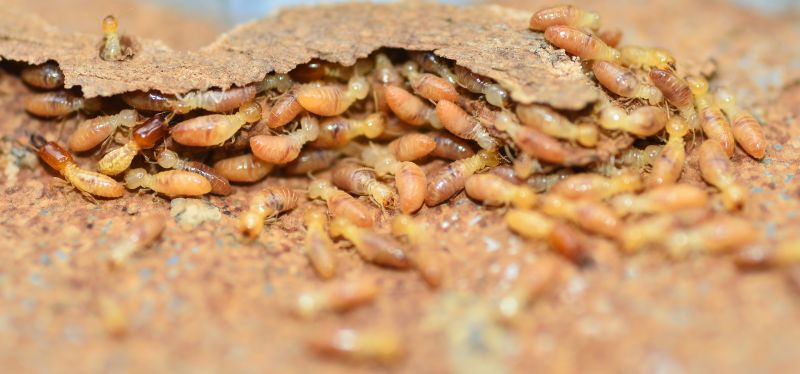 Termite Infestation Service in Frisco, TX
