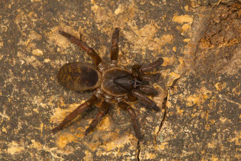 Trapdoor Spider Extermination in Rockwall, TX