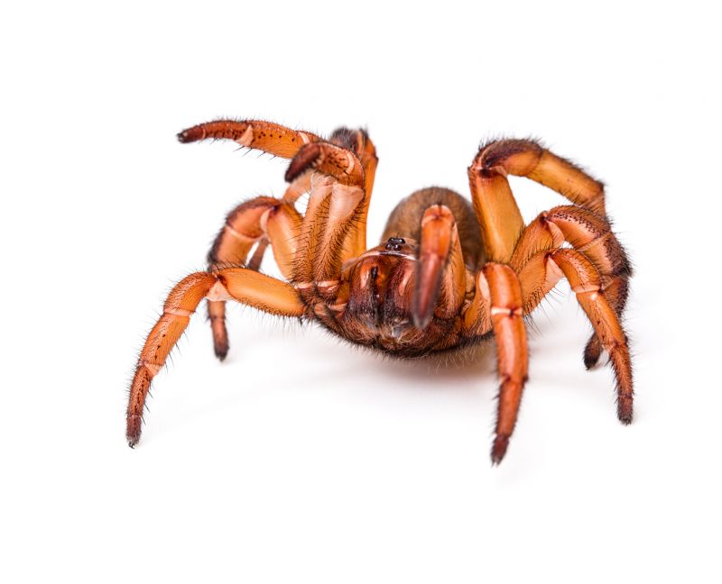 Trapdoor Spider Extermination in Mckinney, TX