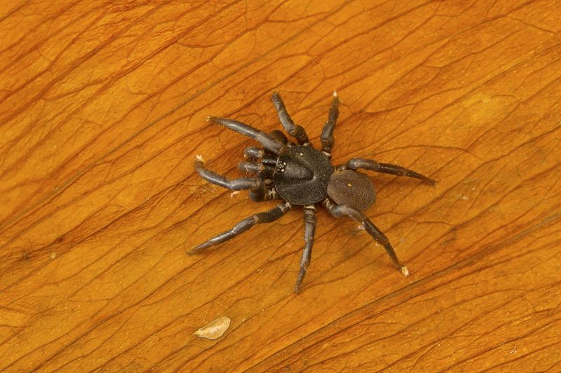 Trapdoor Spider Extermination in Frisco, TX