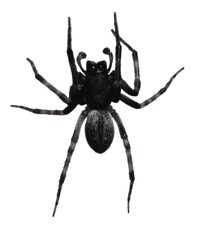 Trapdoor Spider Removal in New Braunfels, TX