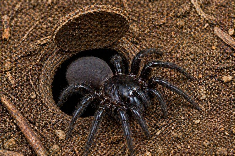 Trapdoor Spider Removal in Mckinney, TX