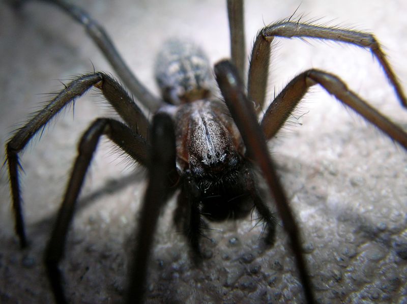 Trapdoor Spider Removal in Mckinney, TX